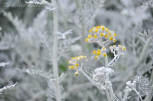 �Ȃ�ĉԂȂ񂾂�H