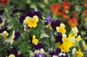 �O�F�X�~��