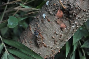 �A�u���Z�~