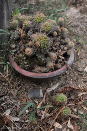 �E���T�{�e���Z��