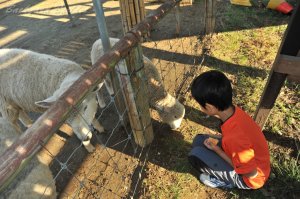 �����h�C�c��