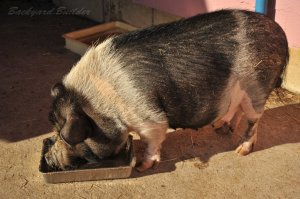 ���Ԃ������