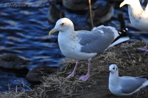 �Z�O���K����