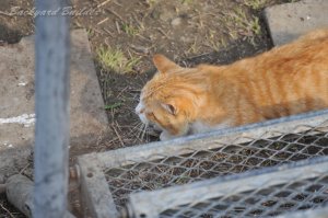 �g�������