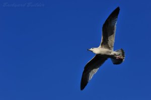 �Z�O���K����