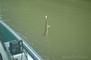 �K�E���t�B�b�V��