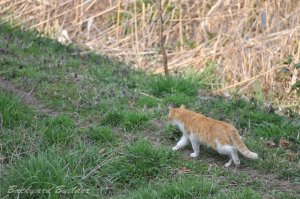 ����Ƃ��