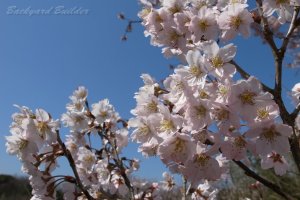 ���̙R�����D��