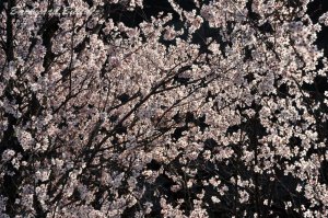 ���ꂪ�Ō�̌[�����A��