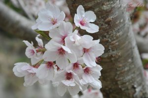 ����̓\���C���V�m(���N�B�������̂�����)