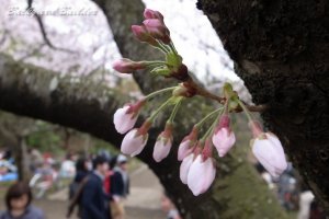 �����ՊC����(2016/4/3)