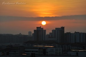 �V���K�|�[���̗[��