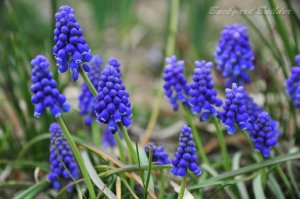 �Ԃǂ��̂���