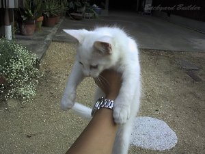 �V�������