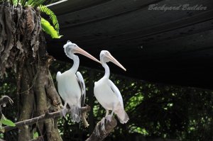 Singapore Zoo