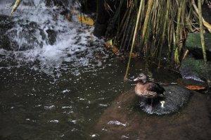 �V���K�|�[���̃J��