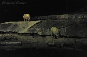 �i�C�g�T�t�@��