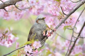 �q���h��