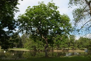 �`���C�j�[�Y�K�[�f��