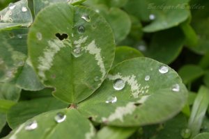 �N���[�o�[