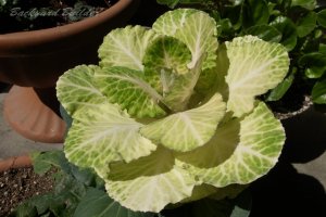 �n�{�^���H