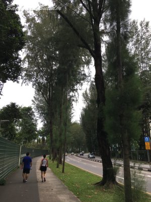 �W���M���O�R�[�X�̈ꕔ