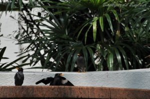 �V���K�|�[���̃��N�h��