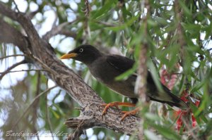 �V���K�|�[���̃��N�h���A�����B