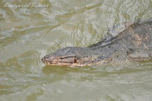 �~�Y�g�J�Q