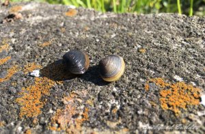 �V�R�̂�����