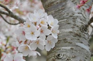 �\���C���V�m