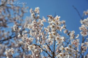 ����σ\���C���V�m����� (^^)