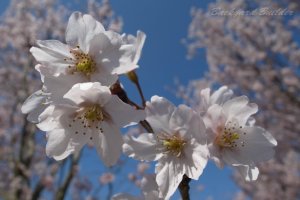 �\���C���V�m