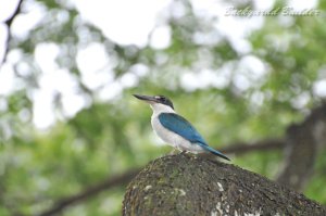 �i�����E�V���E�r��