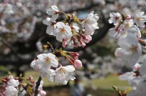 ���N�͍�����񂩂���