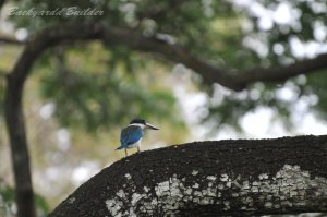 �i�����E�V���E�r��