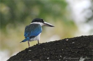 �i�����E�V���E�r��