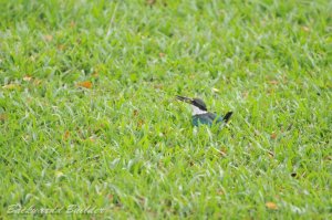 �i�����E�V���E�r��