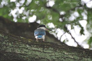 �i�����E�V���E�r��