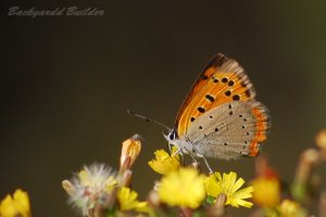 �x�j�V�W�~ (���{�g���~���O)