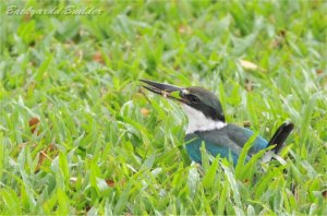 �i�����E�V���E�r��(�g���~���O)