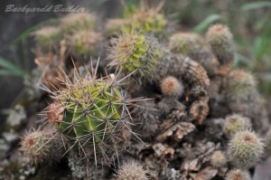 45�N���m�̃T�{�e��