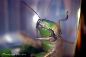 �g�m�T�}�o�b�^