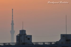 �X�J�C�c���[