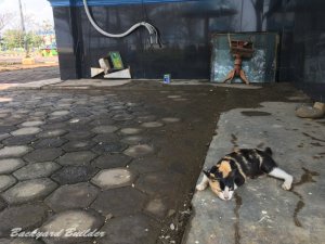 �C���h�l�V�A�̃l�R