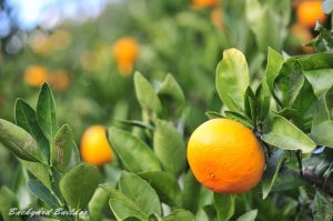 ���B�݂���