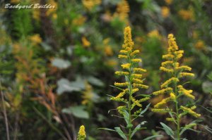 �Ԃ�����