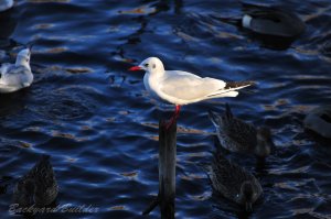 ��肩����