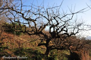 �`�̖؂̓J�I�X