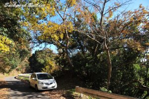 Honda Fit under ginkgo tree